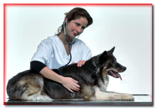 La esterilización prolonga la vida - dogscap.com