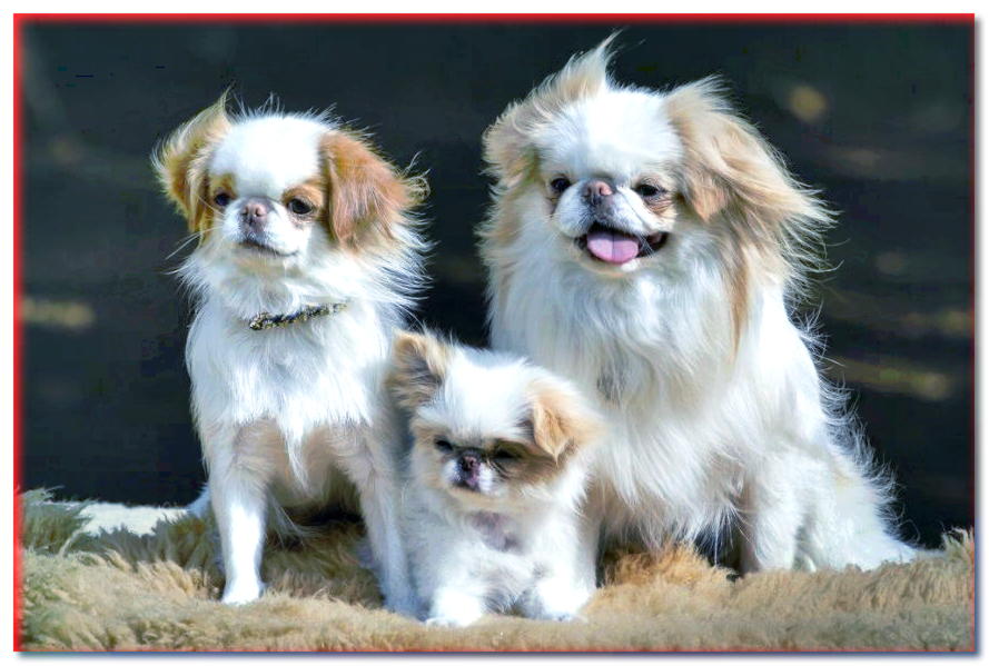China japonesa (perro qin) - razas de perros - dogscap.com