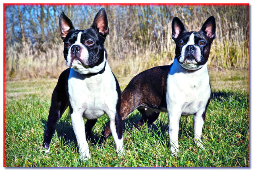 BOSTON TERRIER - descripción, precio - razas de perros - dogscap.com