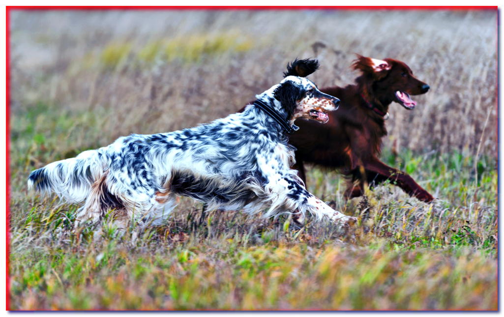 ¿Cómo disolver un perro de caza? ¡Aprenda a controlar un perro de caza!