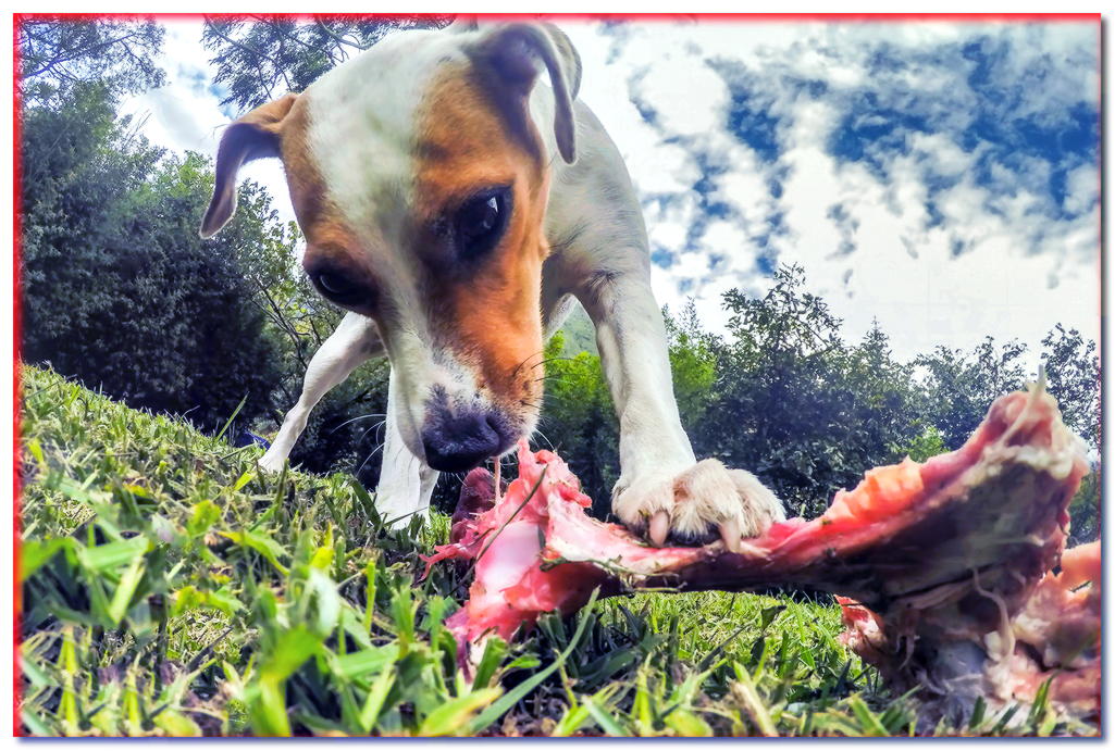 ¿Cómo elegir los huesos adecuados para que tu perro sea sabroso y seguro? ¡Así es cómo!