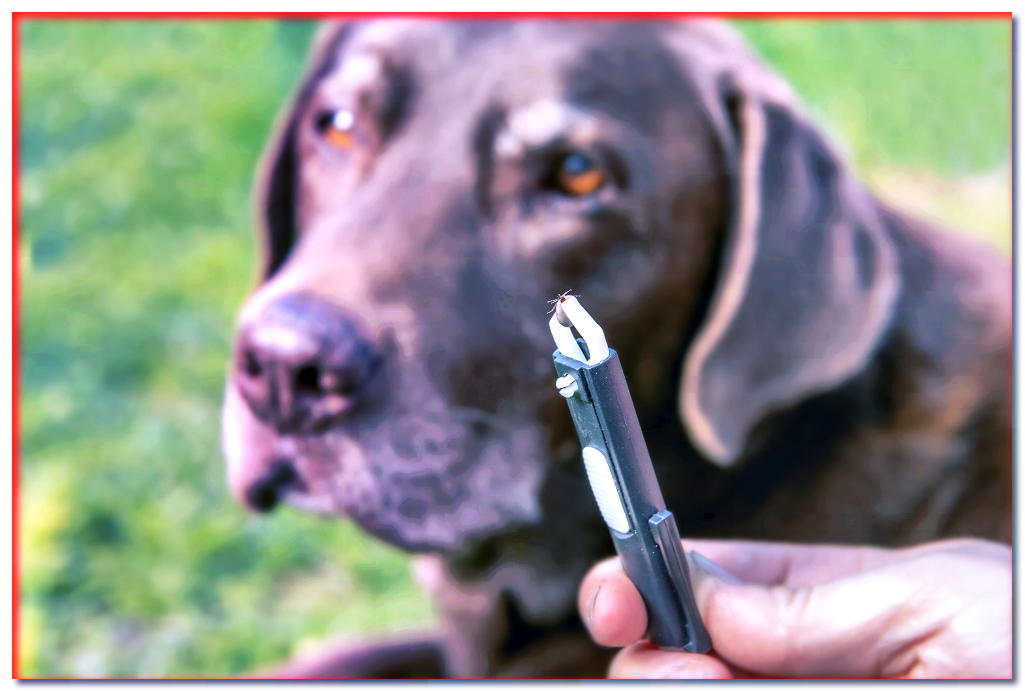 ¿Cómo proteger eficazmente a su perro de las garrapatas?