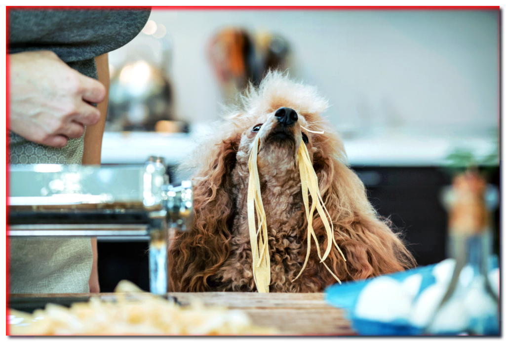 Pasta de perro. ¿Puede un perro comer pasta?