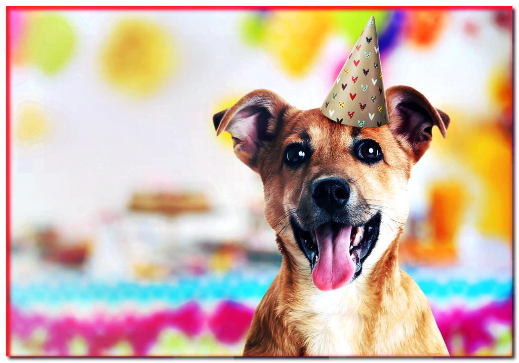 ¿Cómo organizar el mejor cumpleaños del perro de tu mascota?