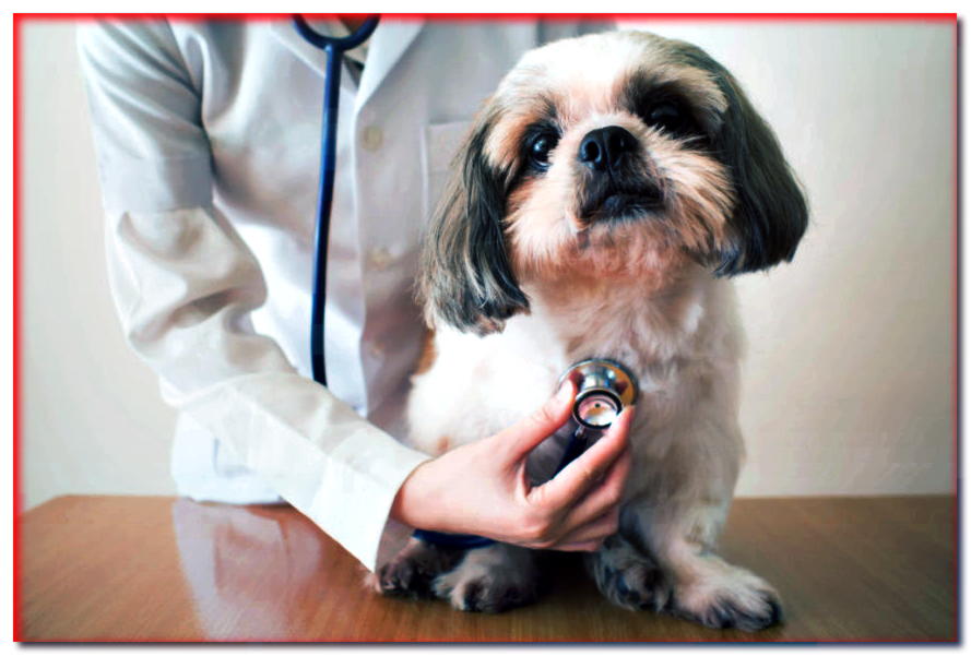 ¿Cuáles son los síntomas de las enfermedades cardíacas en los perros?