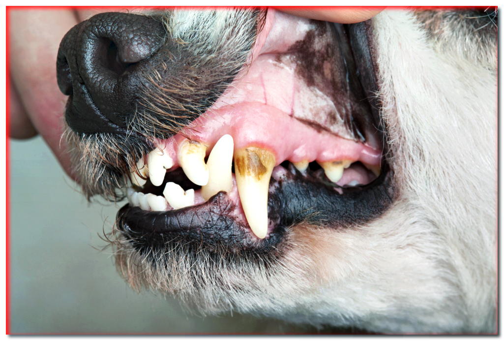 ¡Precaución! ¡Los dientes en mal estado pueden acortar la vida de su perro!