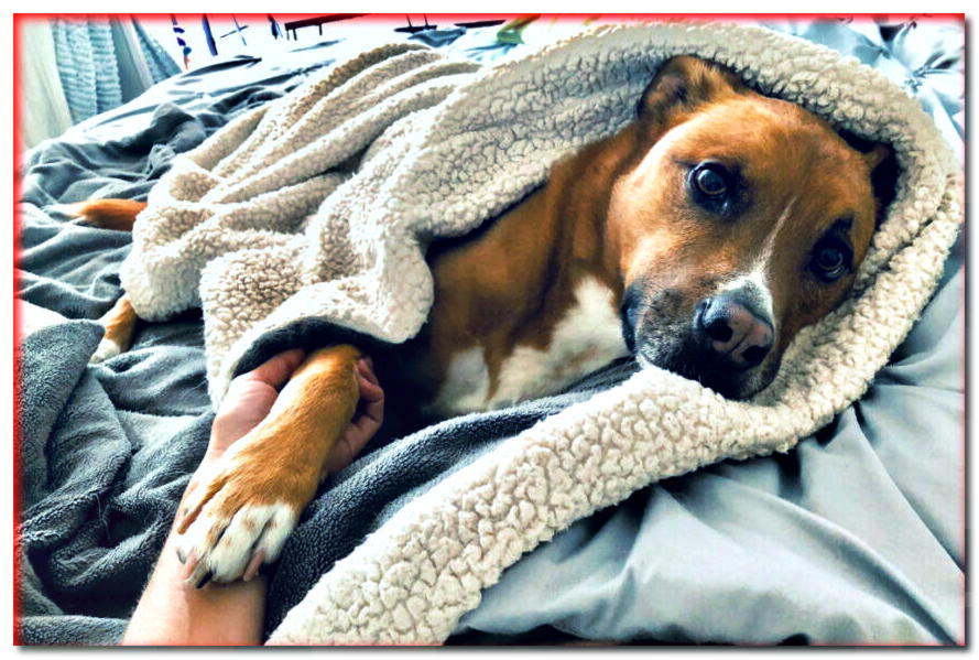 ¿Tu perro quiere dormir en la cama contigo en lugar de en una guarida? ¡Expliquemos por qué!