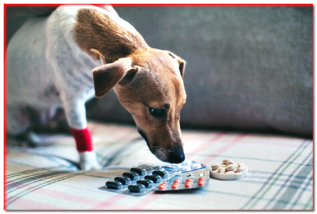 5 medicamentos del botiquín de primeros auxilios que son más tóxicos para los perros