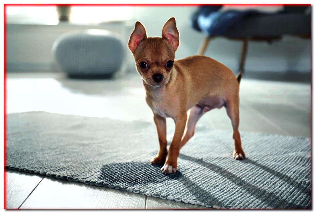 ¿Cómo deshacerse del olor a orina de perro en tu alfombra? ¡Descubra formas probadas!