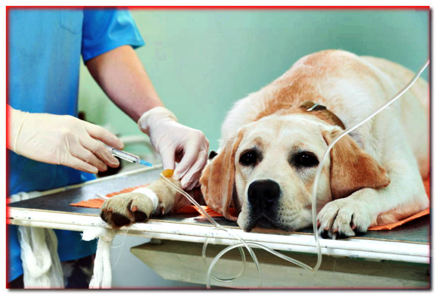 ¿Qué es la eutanasia canina desde el punto de vista de un veterinario? Palabras conmovedoras del doctor