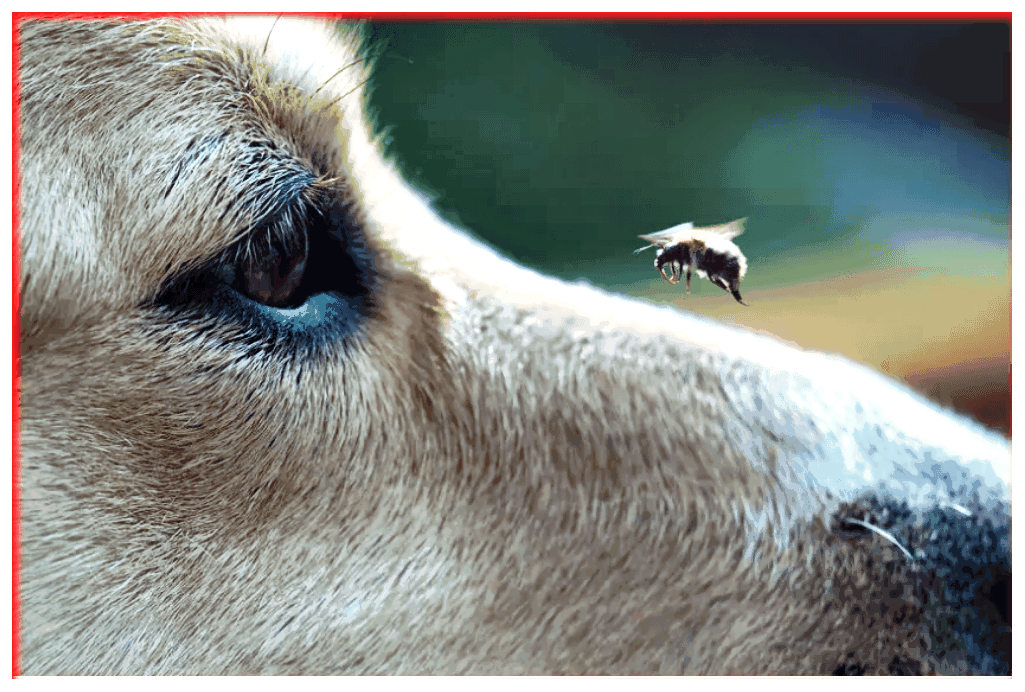 ¿Qué pasa si a mi perro le pica una avispa, abeja o víbora?