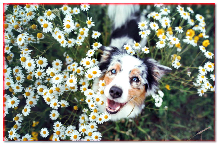 5 cosas que debes probar con tu perro en primavera