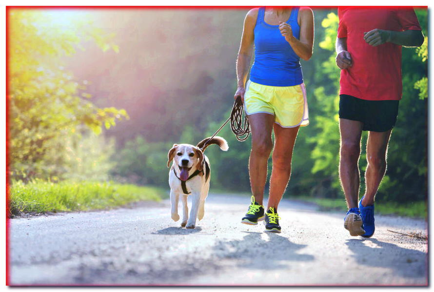 ¿Quieres empezar a correr con tu perro? ¡Te sugerimos cómo hacerlo!