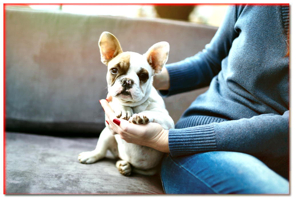 ¡Un perro pequeño también es un perro! ¿Recuerdas sus necesidades? - Blogs - dogscap.com