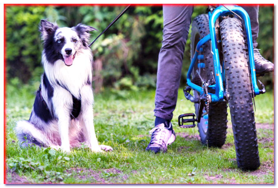 ¿Cómo enseñar a un perro a correr en bicicleta? - dogscap.com