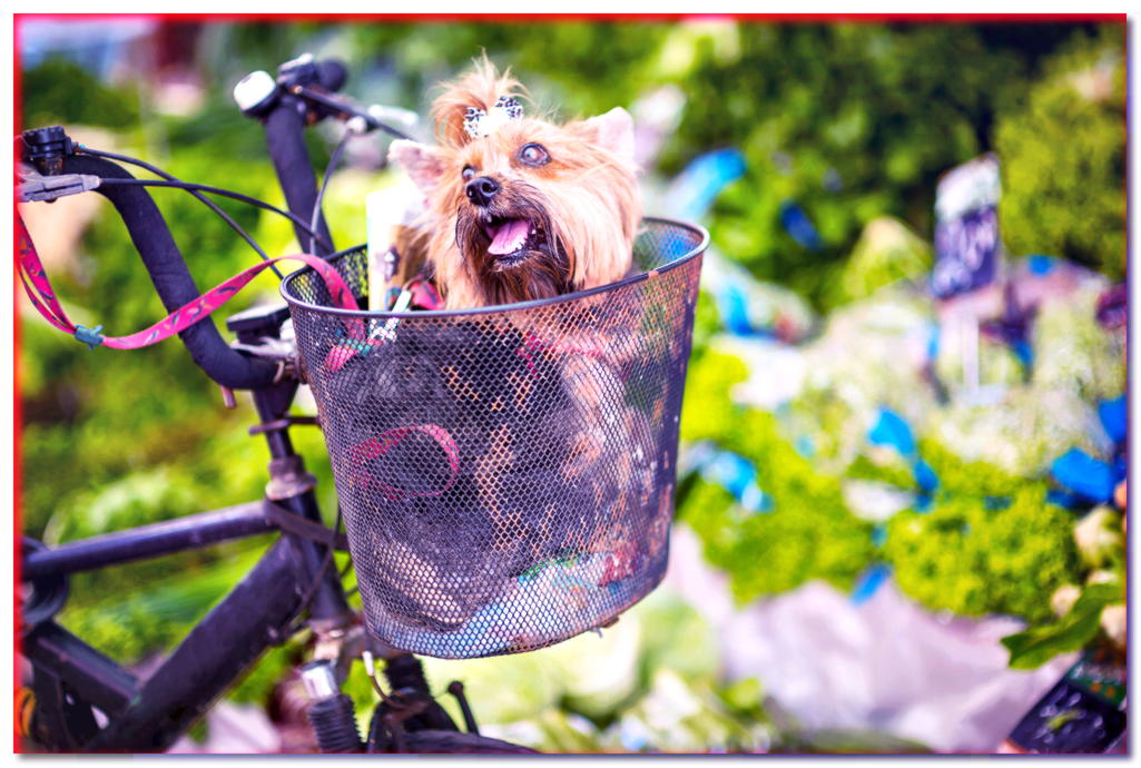 Cesta de bicicleta para perros. ¿Cómo elegir el mejor?