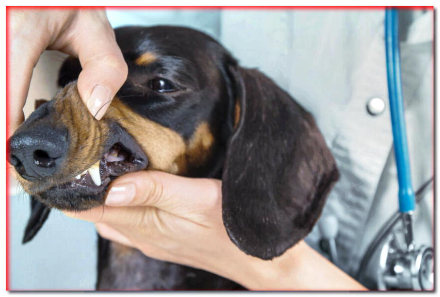 Enfermedades dentales en perros. ¿De dónde vienen y cómo los reconoces?