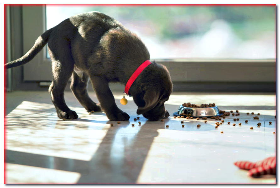 ¿Cómo alimentar a tu cachorro para que crezca y se convierta en un perro sano? - dogscap.com
