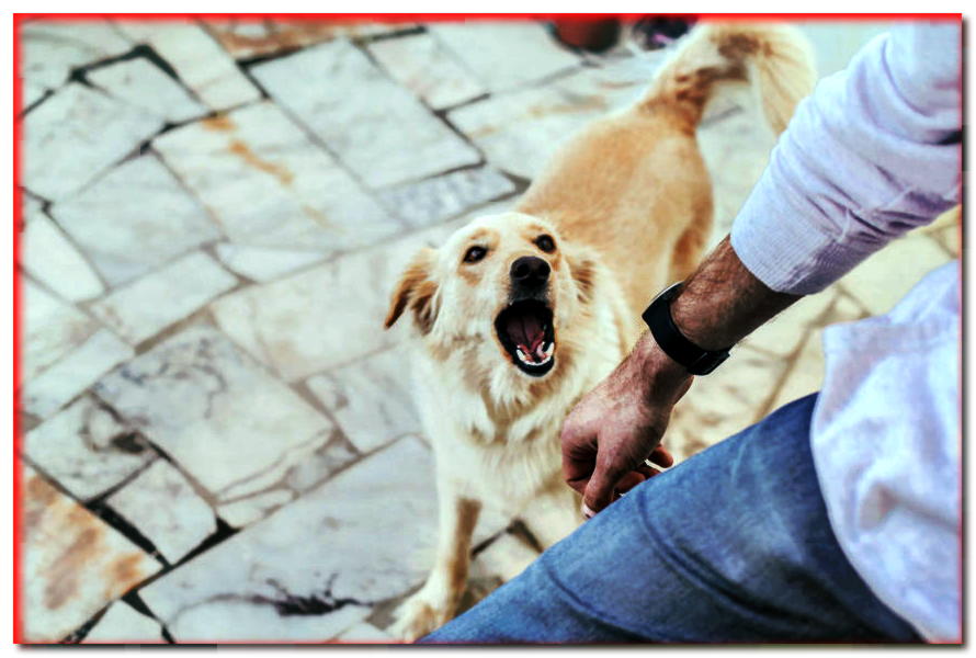 Y todavía ladra. ¿Puedes entender los ladridos de un perro? - dogscap.com