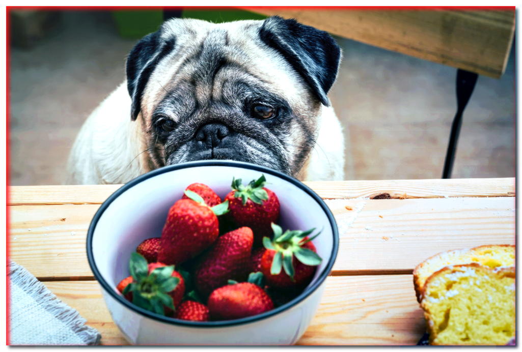 Fresa para perro. ¿Puede un perro comer fresas?
