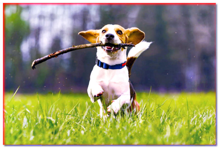 ¿Cómo hacer que tu perro se mueva en primavera? ¡Tenemos 5 formas de hacerlo! - dogscap.com