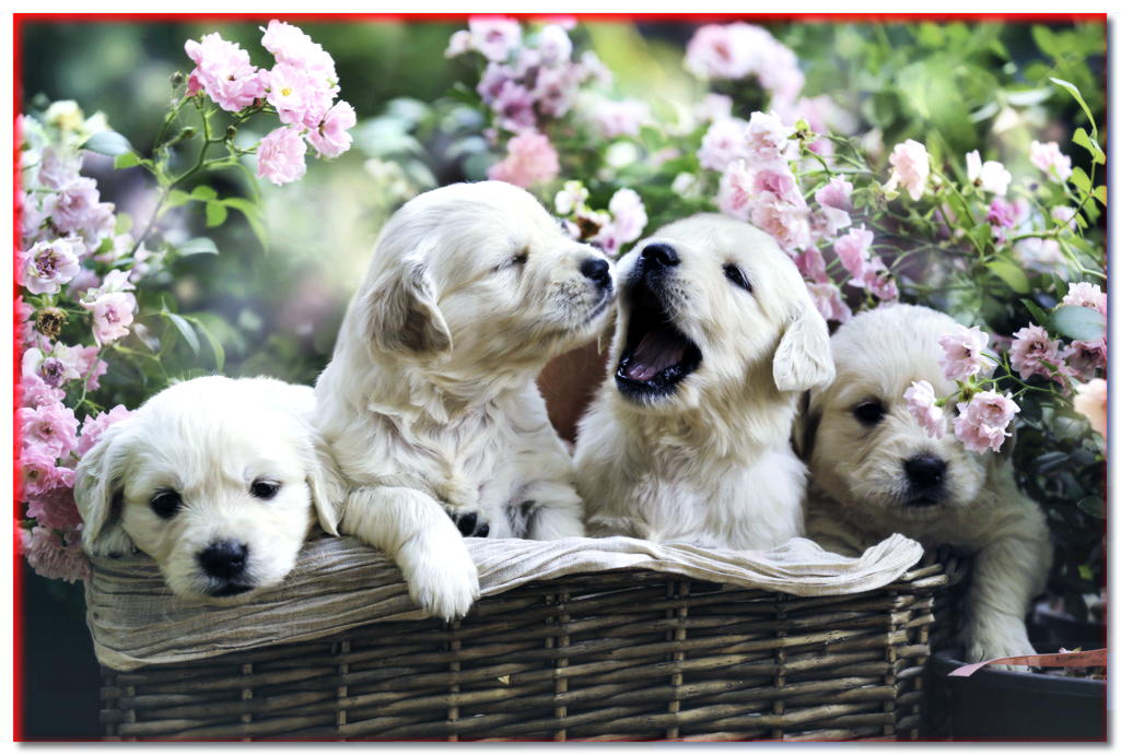 Golden y Labrador. ¿En qué se diferencian estos dos perros perdigueros? - dogscap.com