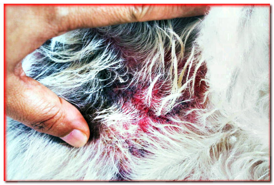El perro tiene la piel enrojecida. ¿De dónde vino y cómo tratarlo?