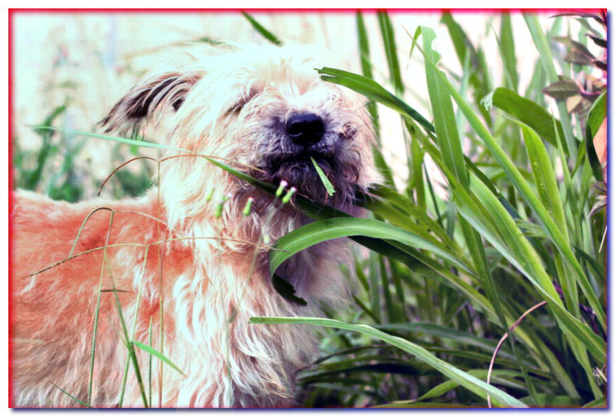 ¿Por qué los perros comen hierba? ¡Descubre la razón detrás de este extraño hábito de perro!