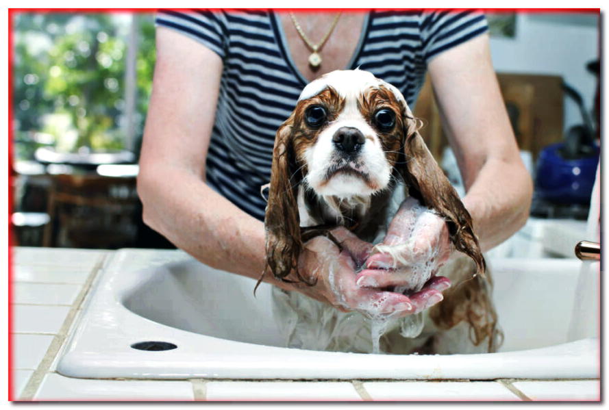 ¿Cómo convencer a tu perro de que se bañe en el baño? ¡Algunos consejos importantes!