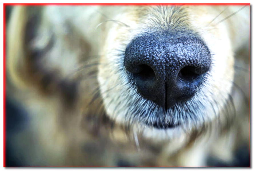 ¡La nariz de un perro seco no siempre significa enfermedad! Desmentir un mito popular