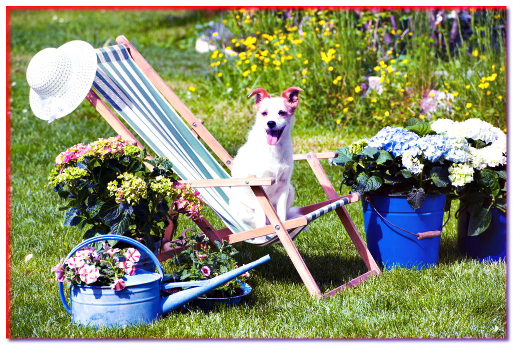 ¿Buscas crear el jardín perfecto para tu perro? ¡Aquí tienes algo de inspiración! - dogscap.com