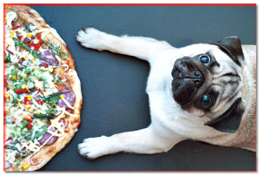 ¿Puede un perro comer pizza? ¿Qué pasa con los bordes de la pizza? ¡Comprobación!