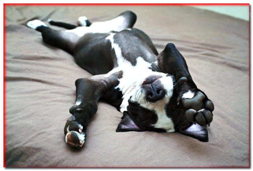 ¿Cómo crear las condiciones de sueño PERFECTAS para tu perro?