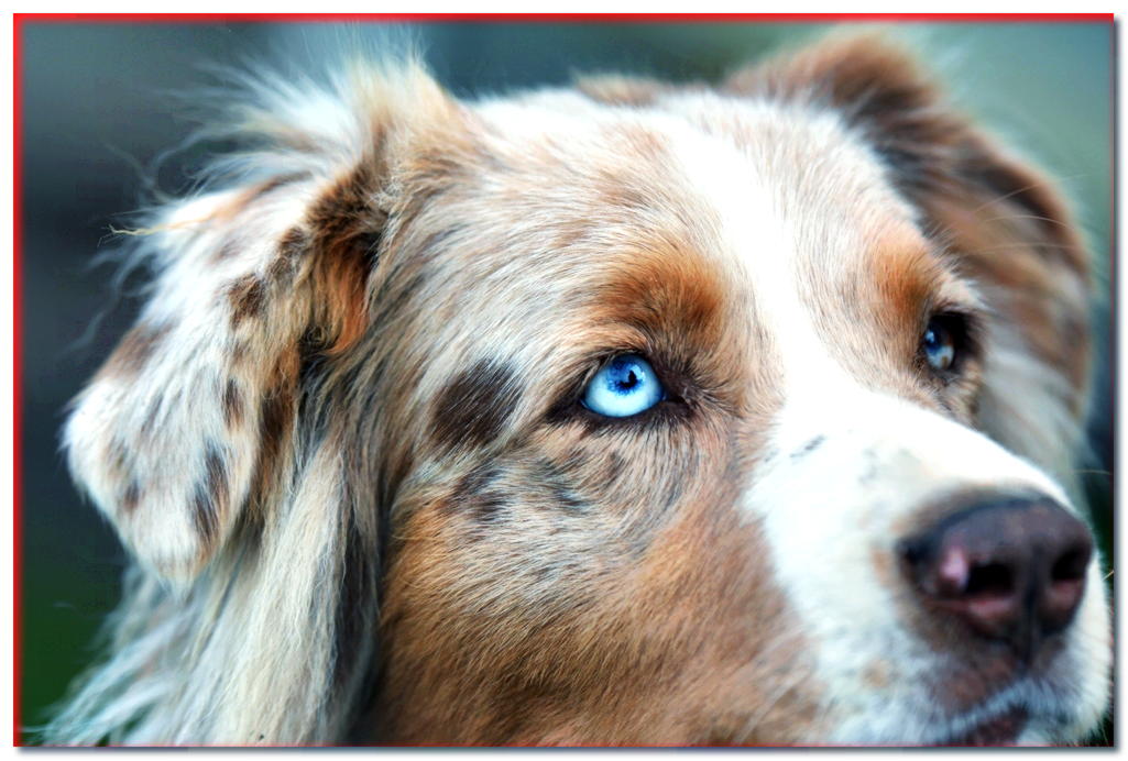 5 razas de perros con ojos azules