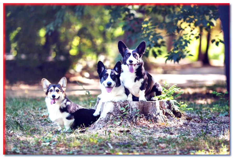 Cárdigan Welsh Corgi - razas de perros - dogscap.com