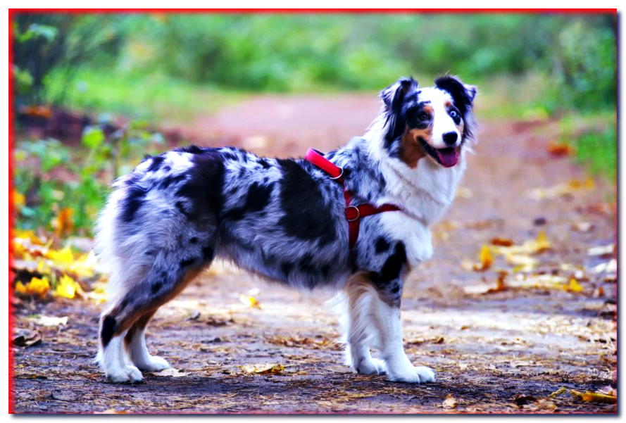 PERRO PASTOR AUSTRALIANO (TIPO AMERICANO, AUSSI) - dogscap.com