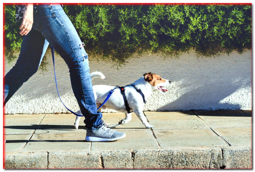 ¡Consejos para los amantes de los perros! ¿Cómo enseñarle a tu perro a caminar con correa?