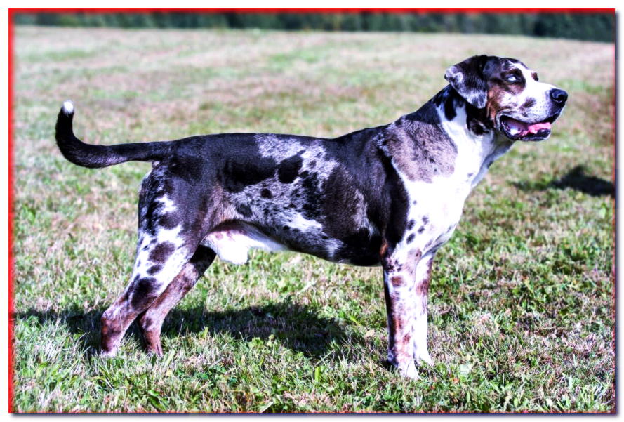 PERRO LEOPARDO CATAHOULA - razas de perros - dogscap.com