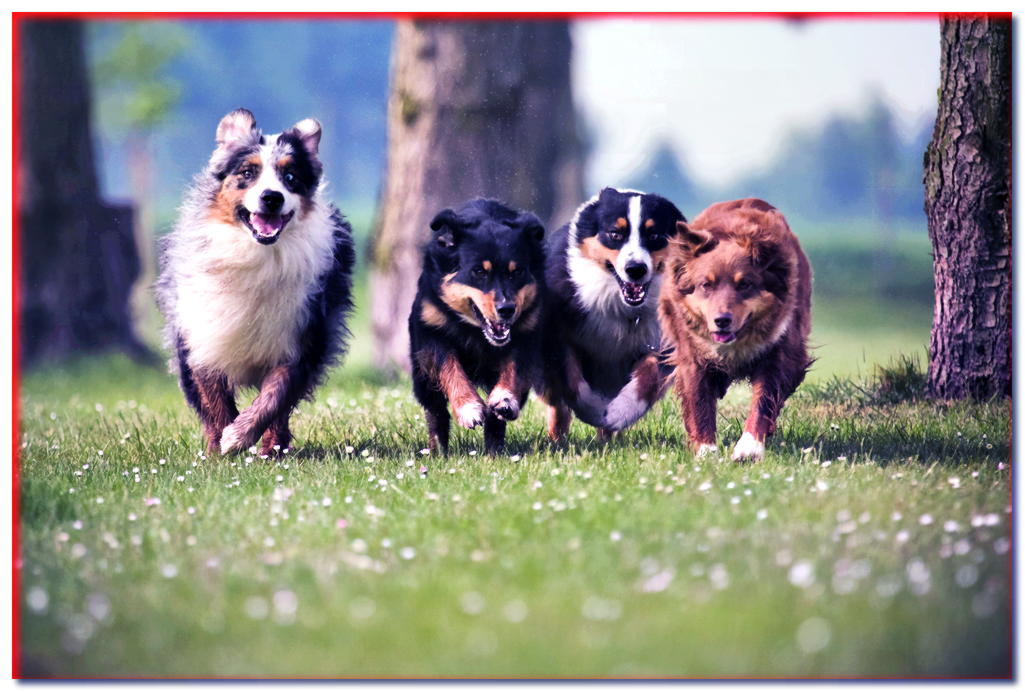 Correr perros sin correa: ¿cómo lidiar con ellos?