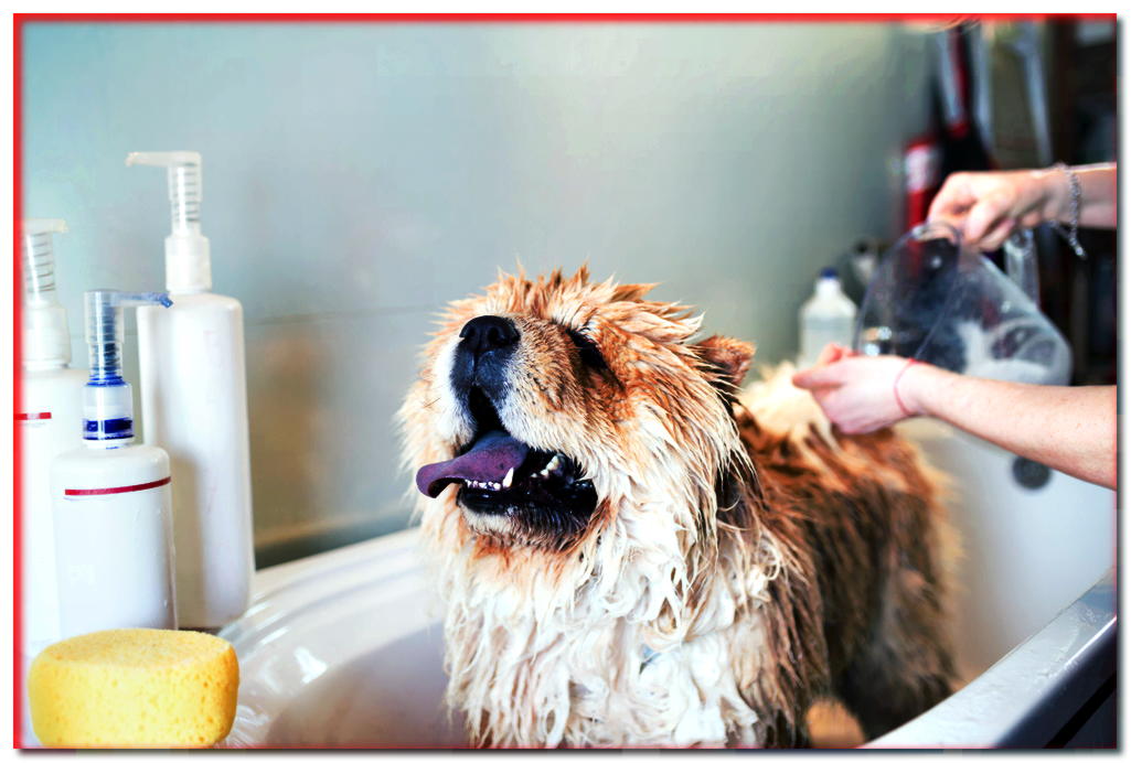 ¡Hora de nadar! ¿Cómo bañar a tu perro?