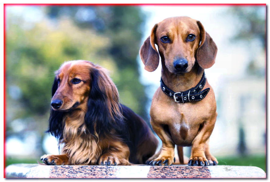 Largo versus corto. ¿Es mejor tener un perro de pelo largo o de pelo corto?