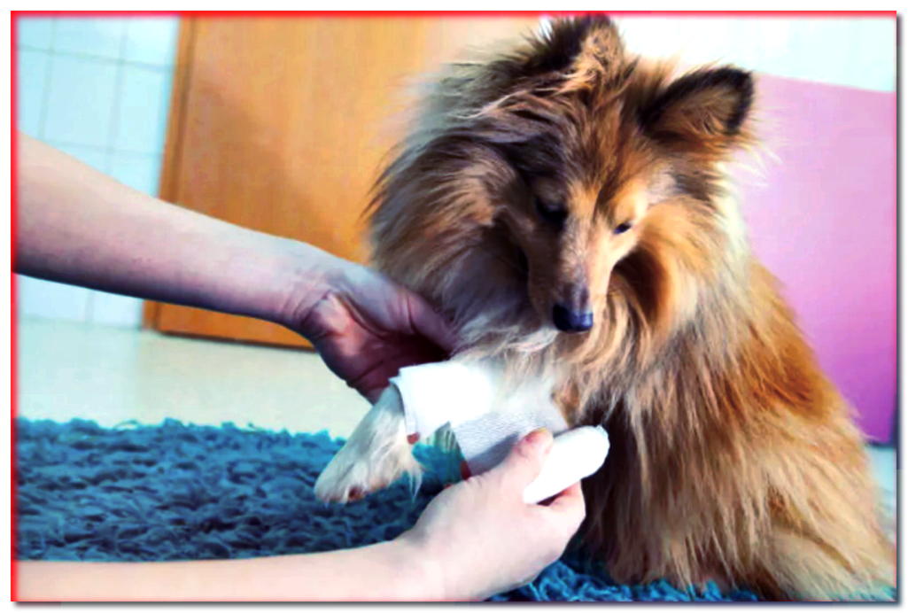 Botiquín de primeros auxilios para un perro: ¿que llevar cuando se viaja con una mascota?