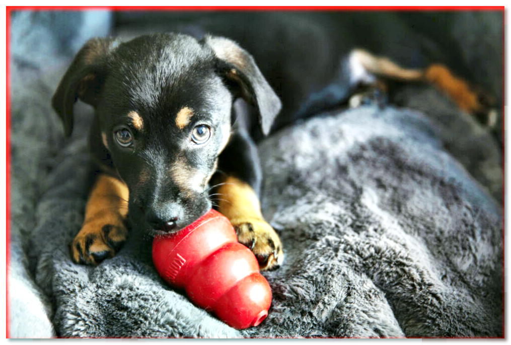 Juguetes indestructibles para perros. ¿Cómo elegir juguetes para perros de destrucción?