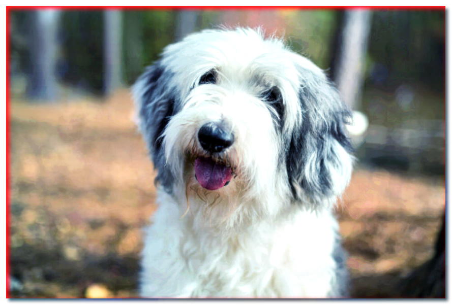 ¡Perro sin publicidad! Conoce 5 razas de perros conocidas por la publicidad - dogscap.com