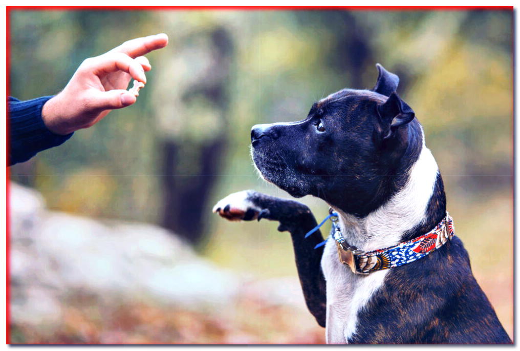 3 mitos dañinos sobre el entrenamiento positivo del perro