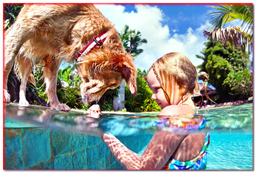 ¿Tu perro le tiene miedo al agua? ¡Sabemos cómo convencerlo de que nade!