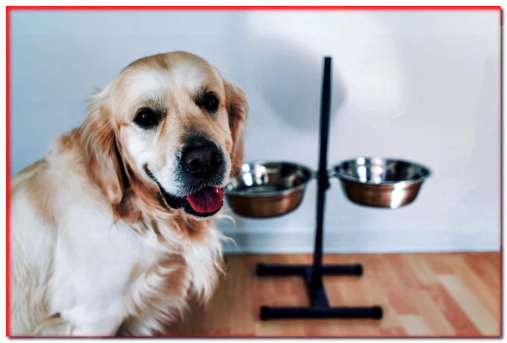 ¿Olvidaste comprar comida para perros? ¡Descubre qué puedes darle de comer!