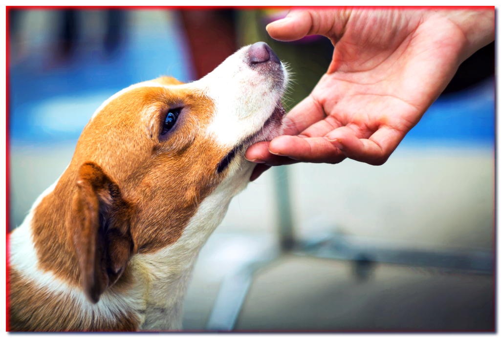 Adiestramiento médico de perros. ¿Cómo enseñarle a tu perro a calmarse en el veterinario?