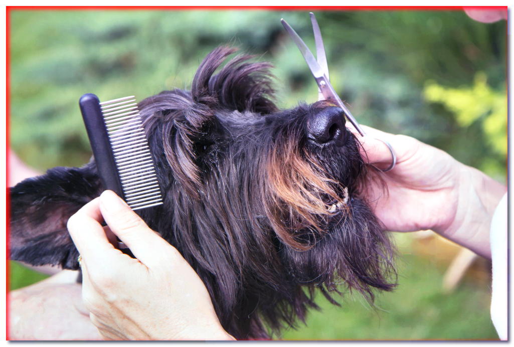 ¿Tienes un corte de pelo de perro para el verano?