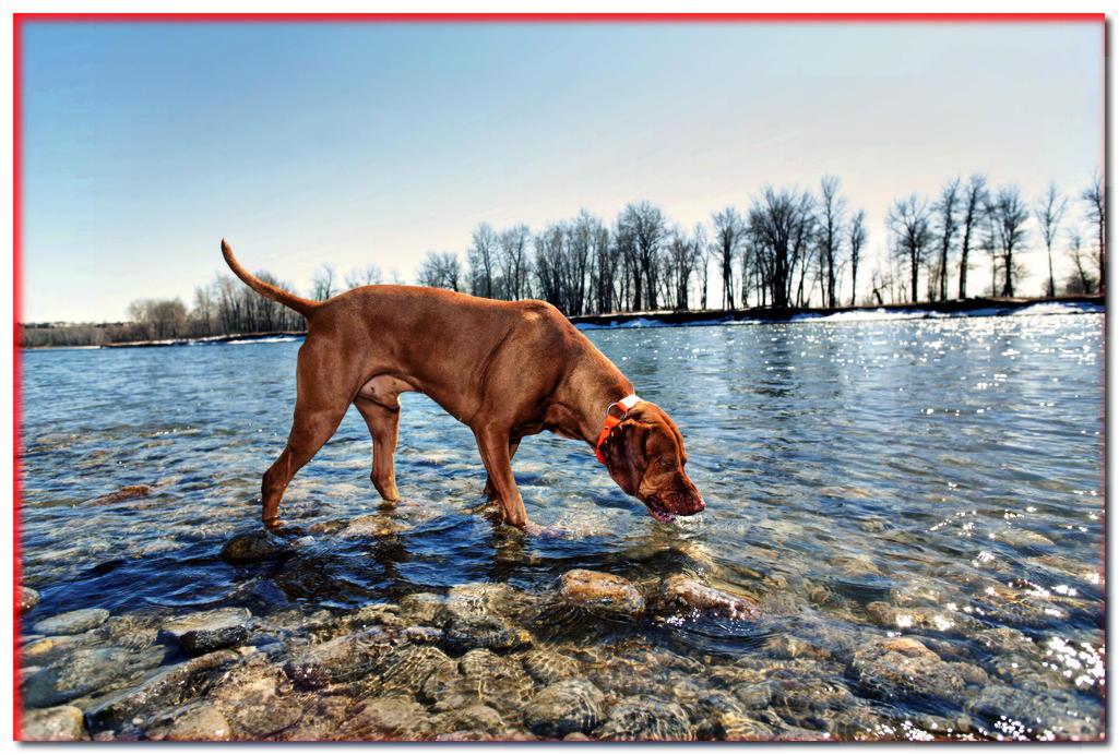 ¿Por qué es peligroso un perro beber agua de un lago?